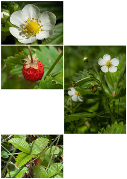 Skovjordbær - biotopbillede