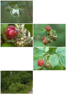 Hindbær - biotopbillede