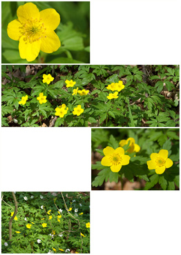 Gul Anemone - biotopbillede