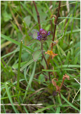 Almindelig Brunelle - biotopbillede
