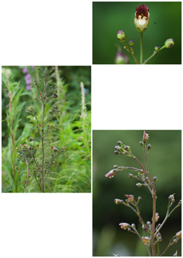 Knoldet Brunrod - biotopbillede