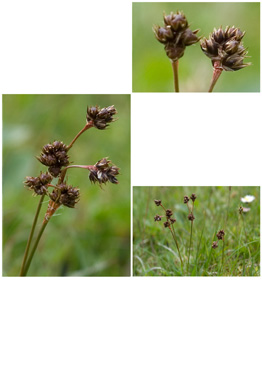 Mangeblomstret Frytle - biotopbillede