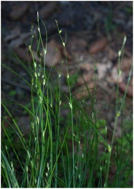 Akselblomstret Star - biotopbillede