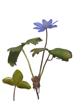 Blå Anemone - tavlebillede