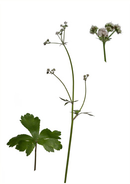 Sanikel - tavlebillede