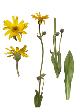 Guldblomme - tavlebillede