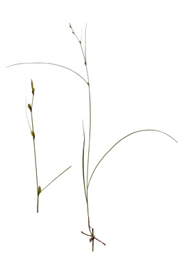 Akselblomstret Star - tavlebillede