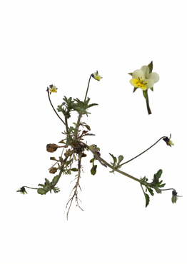 Agerstedmoderblomst - tavlebillede