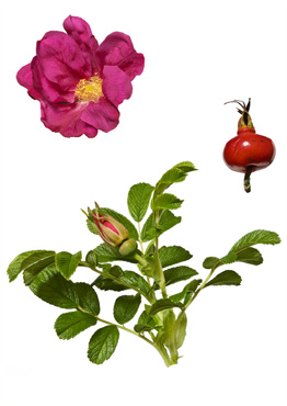 Rynket Rose - tavlebillede